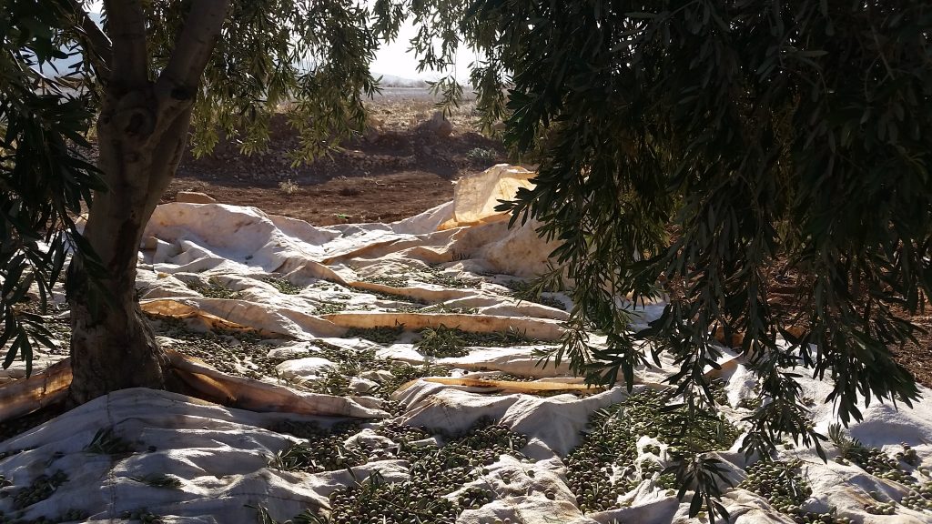Olive harvesting, photo courtesy of B. Barrineau.